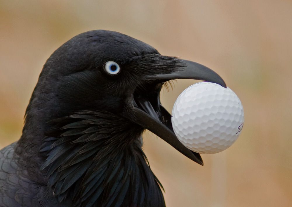 baltimore ravens golf balls