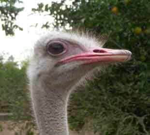 Ostrich