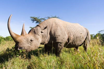 Animales presenta rinoceronte de africa en la sabana