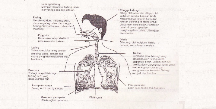 Sistem Pernafasan Pada Insan (Pelajaran Biologi Smp/ Mts Kelas Viii