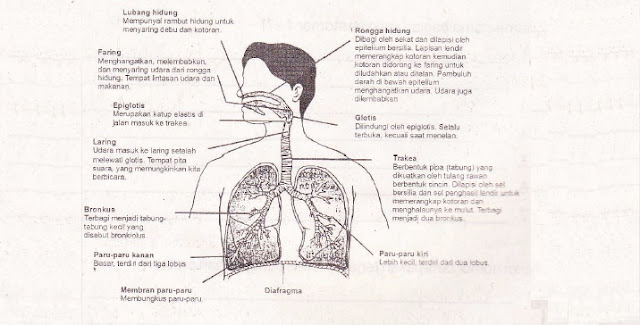 Sistem Pernafasan Manusia