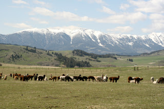 A herd of alpaca's grazing.