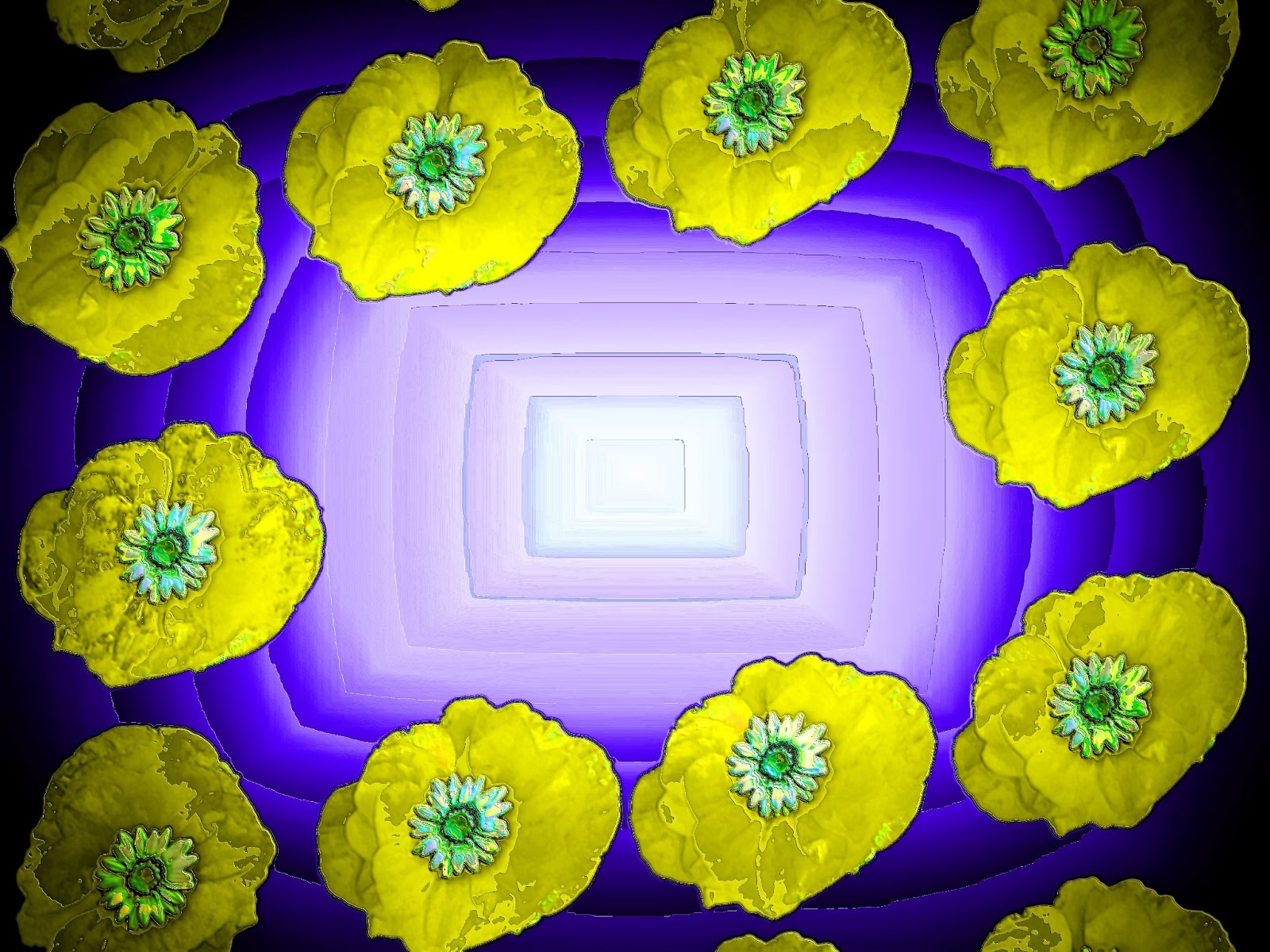 Poppy Borders And Frames June 26th, 2013