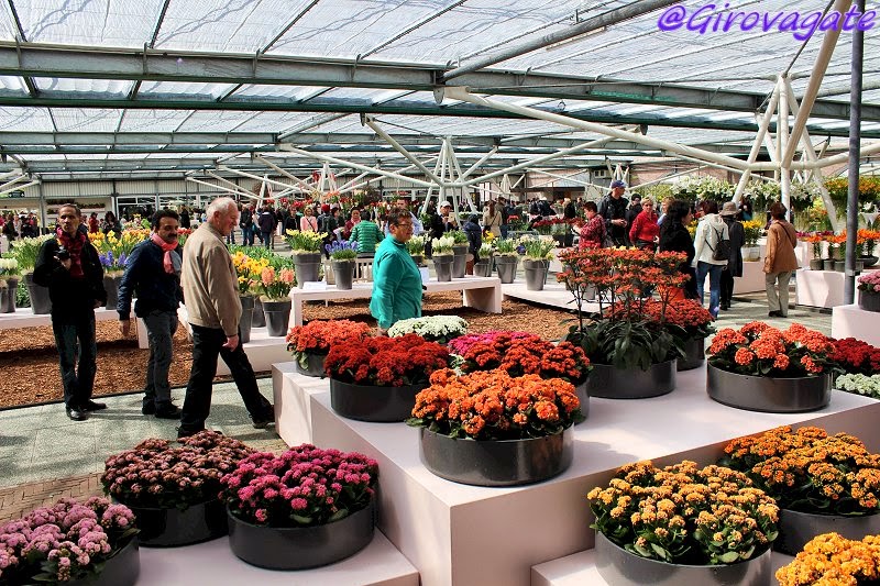 parco fiori keukenhof olanda