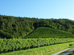 vineyards of Azienda Agricola Grillo
