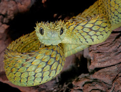 viper bush african vipers hairy wallpapers hispida atheris tree variable leaf common desktop downloads