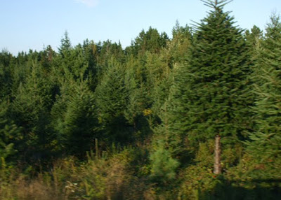 The perfect Nova Scotia Christmas trees shipped wholesale to you.