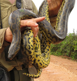 Eunectes notaeus, Yellow Anaconda