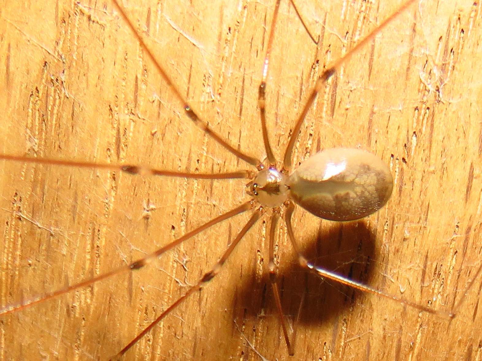 BugBlog Pholcidae cellar spiders