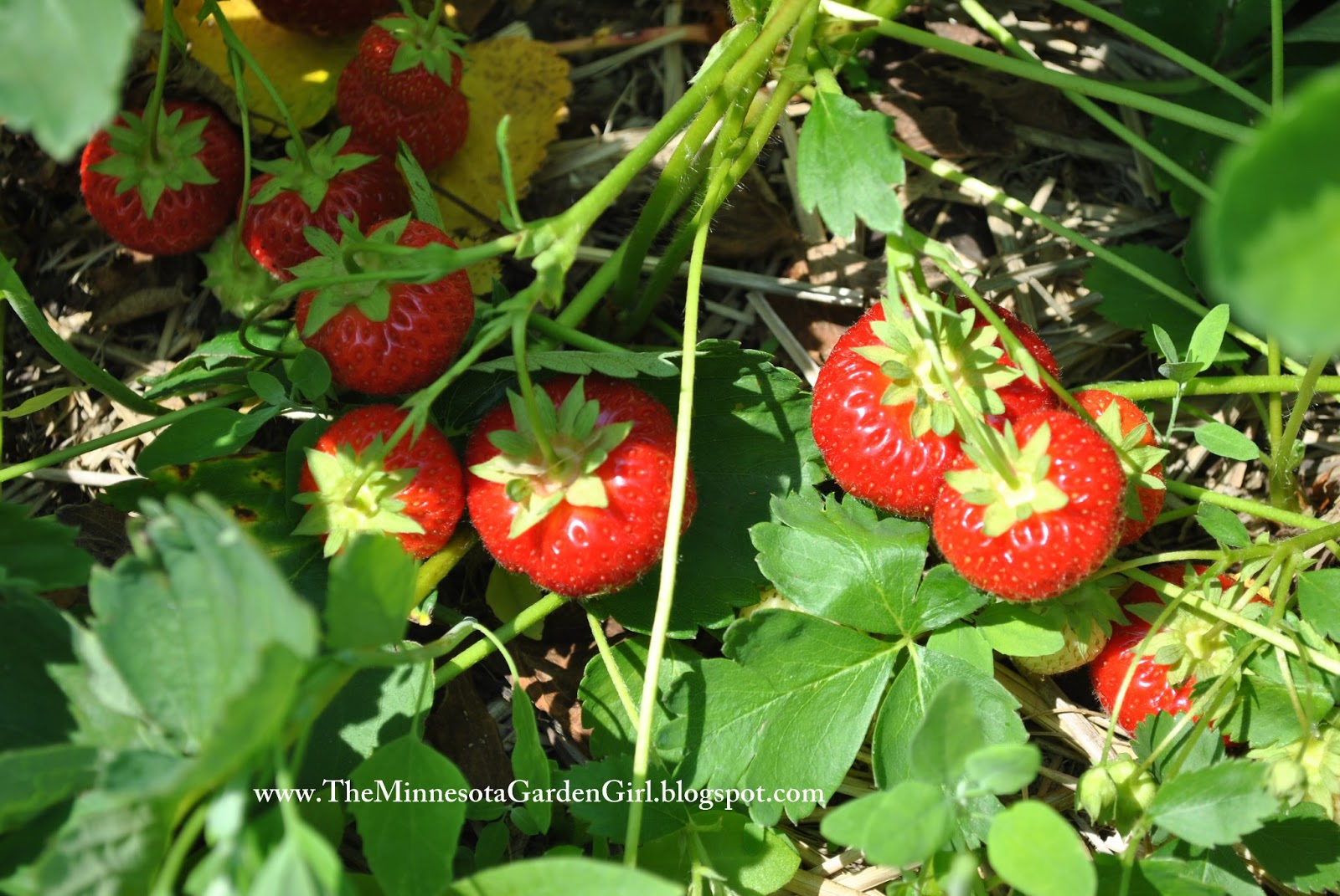 The Minnesota Garden Girl The Strawberry Patch