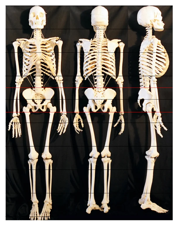 Artistic Skeleton Poseable Halloween Decoration Artwork Nature
