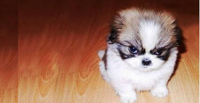 Os shih tzu percebe quando uma pessoa não é confiável