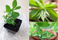 Stevia