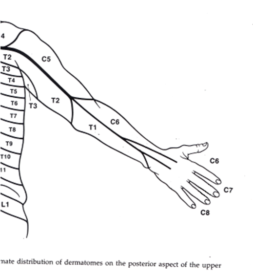 Axillary Nerve Dermatome