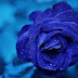 Blue roses may soon be grown near you