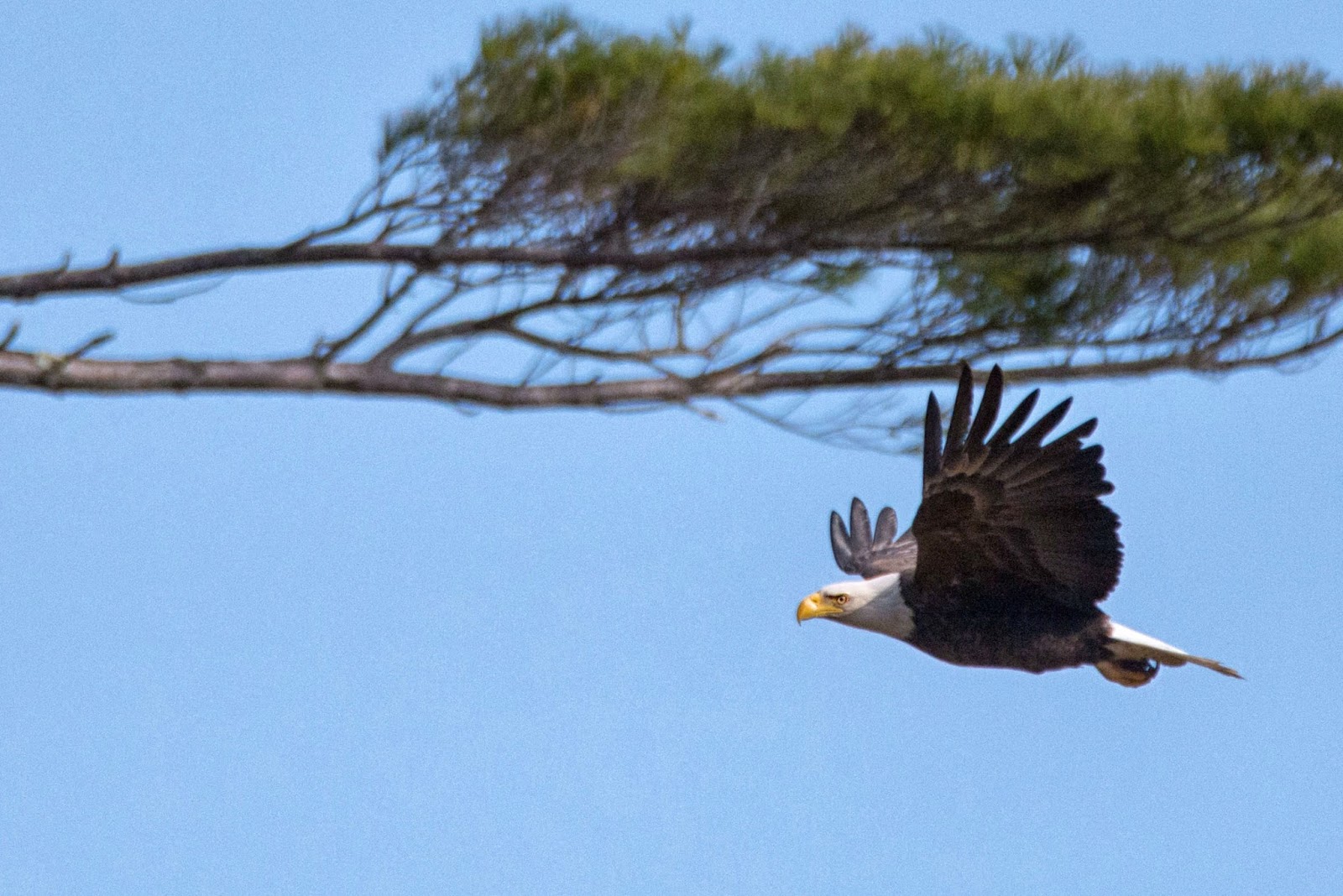 Carol's View Of New England Bald Eagle