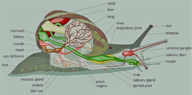 Terkini Ciri Ciri Gastropoda Brainly, Contoh Hewan
