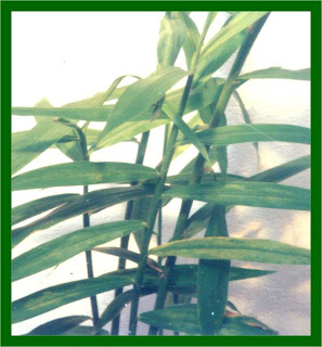 khasiat bengle, manfaat tanaman bengle