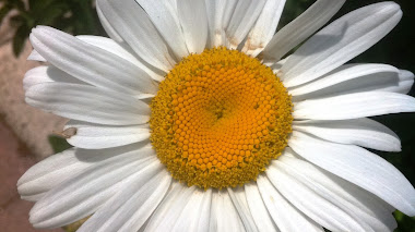 No se puede ser más grande... Chrysanthemum maximum