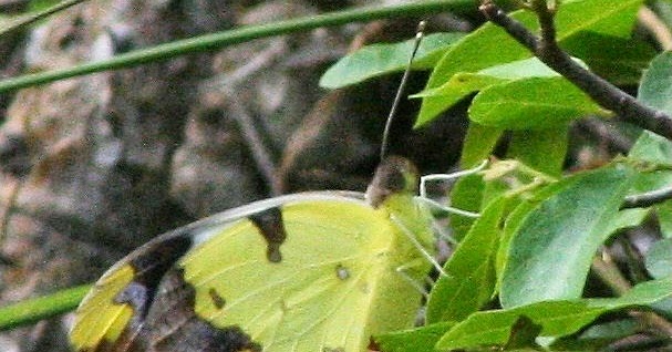 South African Photographs Vineleaf Vagrant (Eronia cleodora) Pieridae