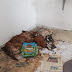Cães são encontrados mortos dentro de residência em Santa Maria, no RS