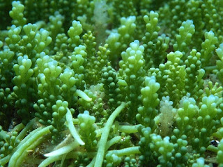 caulerpa racemosa invasive algae yacht montenegro agent port