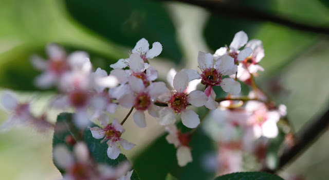 kevään kukat, spring flowers