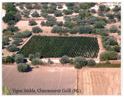 Vigna Stidda vineyards of Gulfi cerasuolo grapes