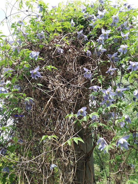 Clematis alpina -siberian clematis- alppikärhö