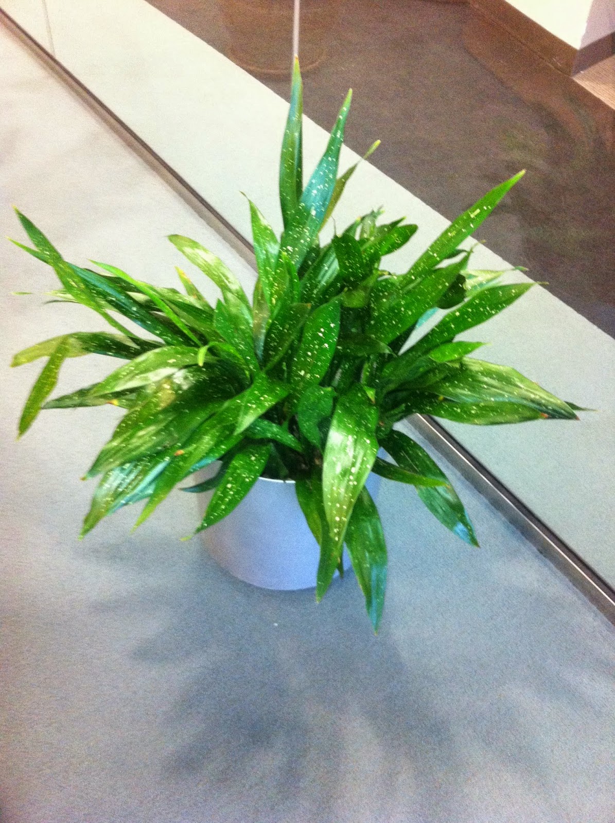 Cast Iron Plant Milky Way