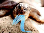 Campaña de concienciación  "Un mar sin basura"