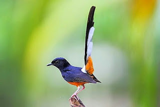 gambar burung murai batu burung murai batu