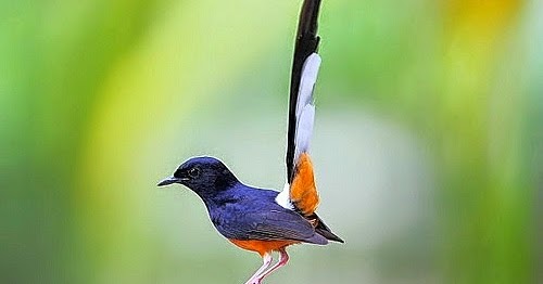 Harga Burung Murai Batu Terbaru Februari 2020