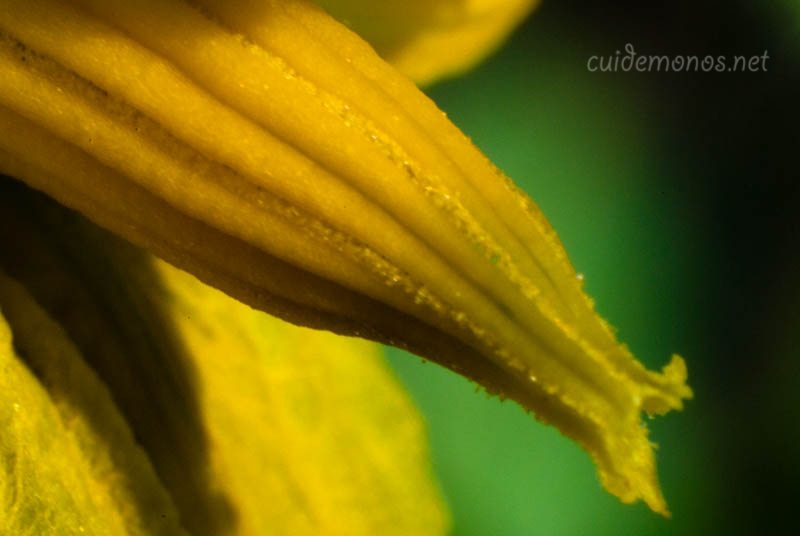 como hacer un macetohuerto