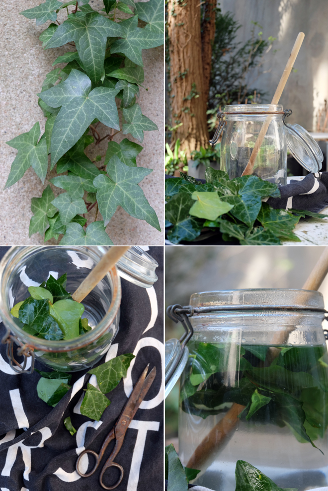 Wäschewaschen und Spülen mit Efeu | Fragen, Antworten + DIY Anleitung | Minza will Sommer Wäschewaschen mit Efeu, Spülen mit Efeu, Spülmittel DIY, Efeuspülmittel, Noplastic, ist Efeu giftig, Waschnüsse, Kastanien, Ökologisch waschen und spülen, Nachhaltigkeit, Zero Waste, Mikroplastik, Wäschebeutel, Guppyfriend, Fleckenentfernen, Grauschleier, weiße Wäasche mit Efeu waschen, Weichspüler DIY, Klasrspüler, Spülmaschinentabs, Schaum und Fettlösekraft