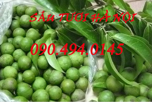 sấu tươi hà nội sấu tươi hà nội