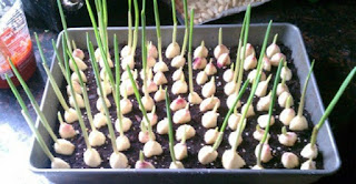 Grow An Unlimited Amount Of Garlic At Home