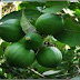 Contained Benefits Of Lime Leaves