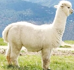 Alpaca Foto de la alpaca parada de perfil
