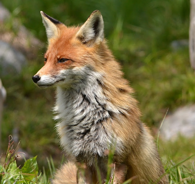 the-wiley-old-fox-scanning-the-landscape