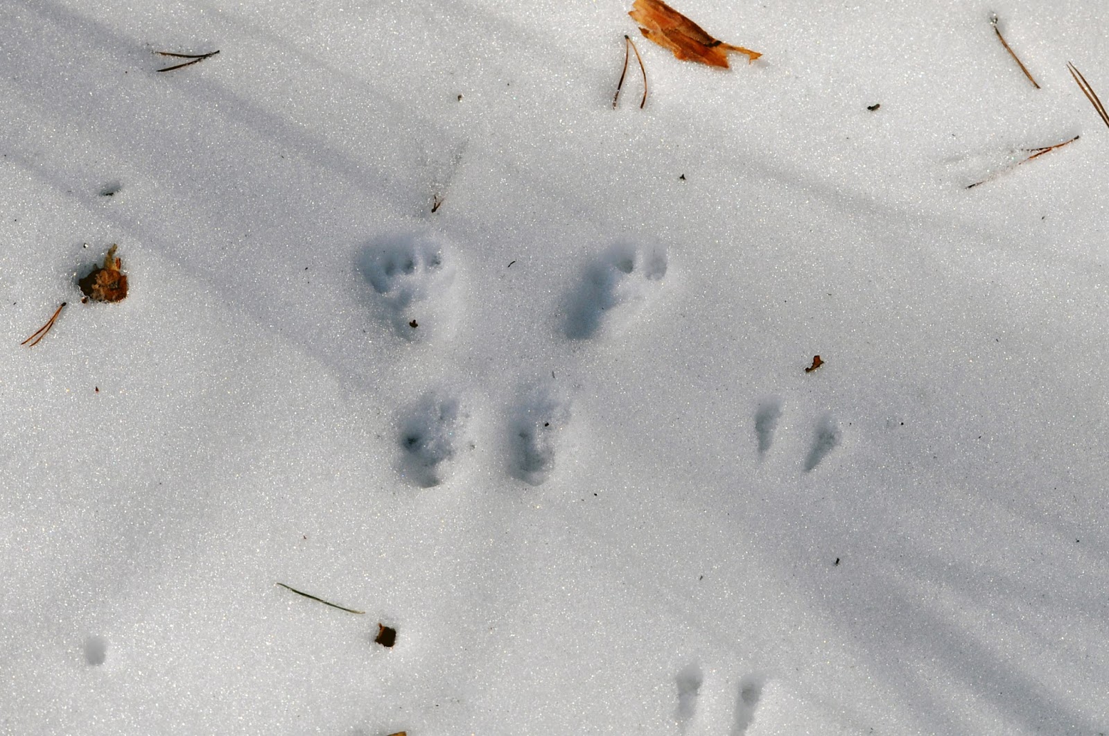 белка в снегу. следы белки. следы белки на снегу. следы белки на снегу. следы зайца русака.