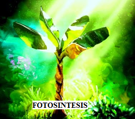 Pengertian Fotosintesis dan Proses Fotosintesis