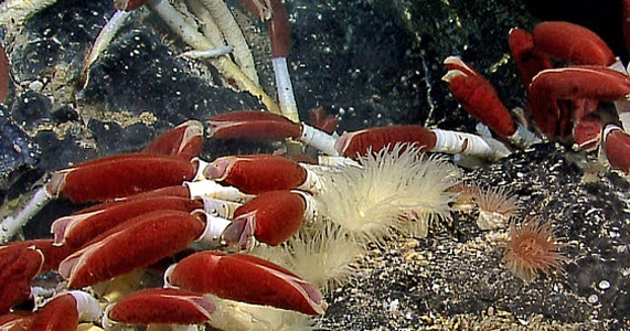 Cacing Tabung Raksasa Pipa Hidup dari  Dasar Samudra Hewan  
