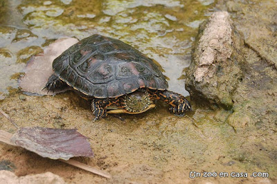 Galápago leproso en un río de la provincia de Barcelona