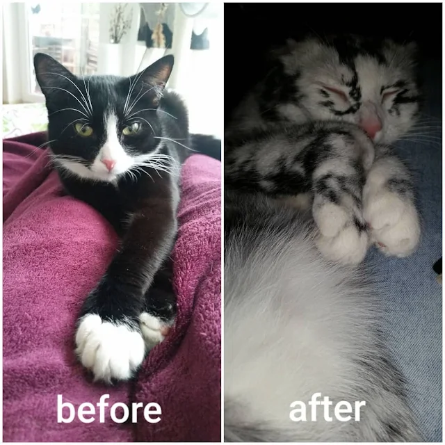 vitiligo en gato, antes y después