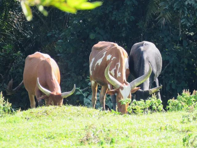 Ankole cattle near Bigodi Wetlands in Uganda