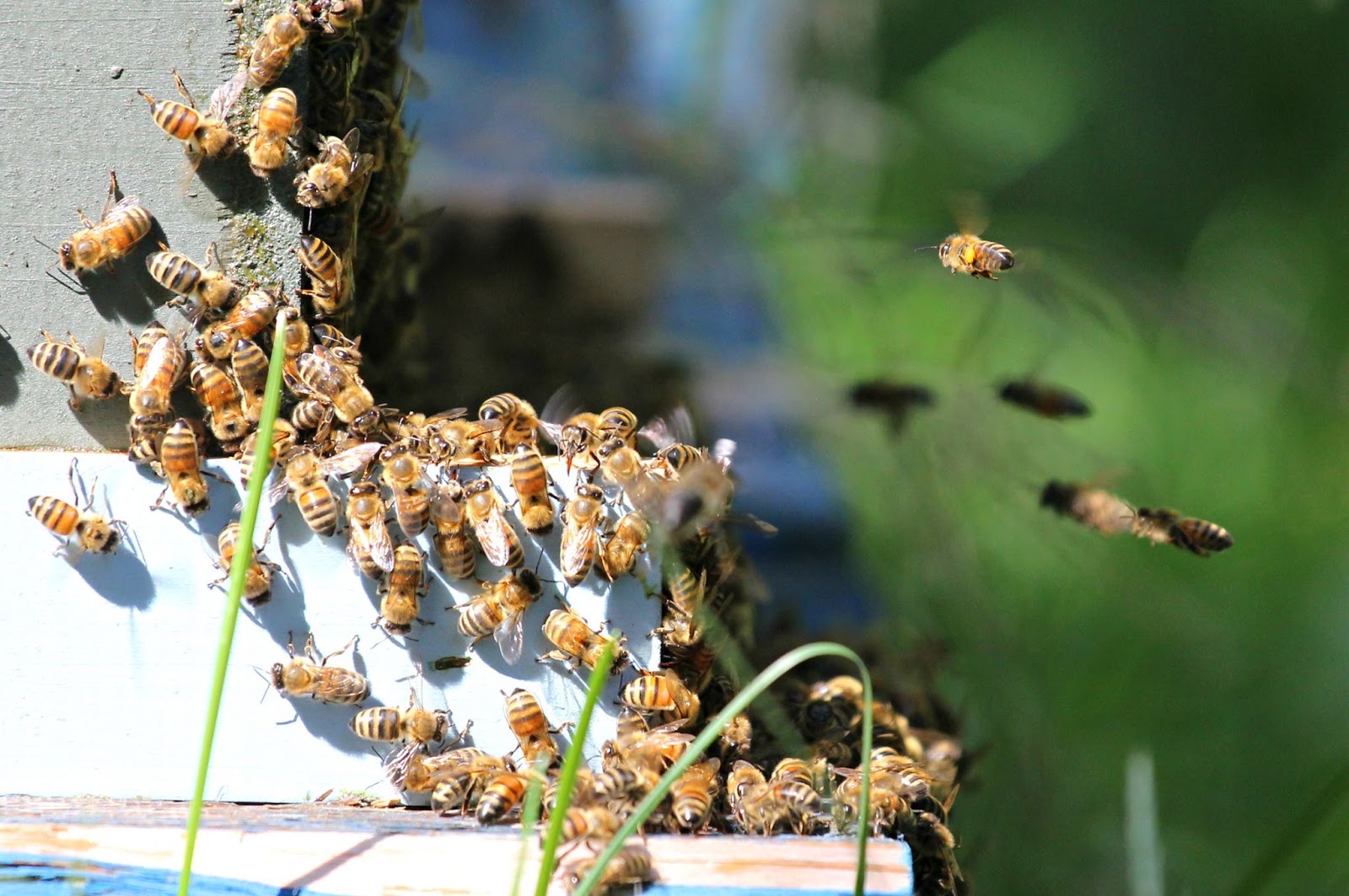 Lookin' Up: Lake Bluff Honey Bee Farm (Bee Barns!)