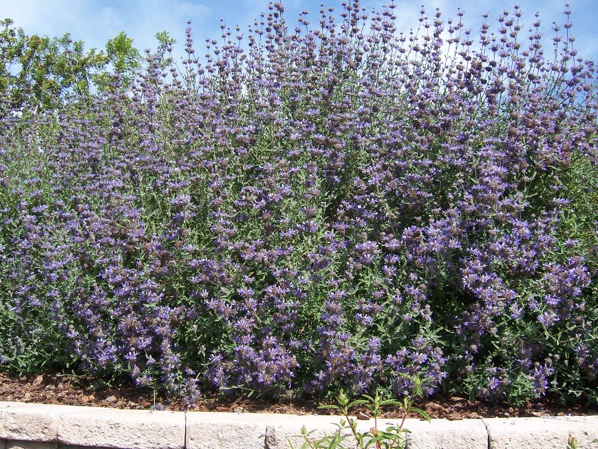 The 2 Minute Gardener Photo Cleveland Sage (Salvia clevelandii)