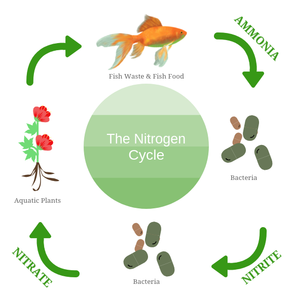 nitrogen cycle beneficial bacteria in pond
