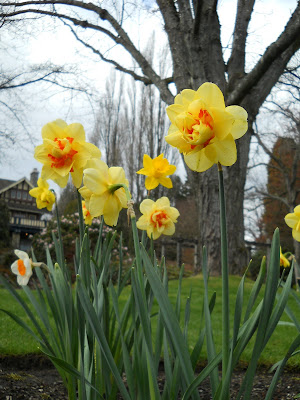 Pretty triple narcissus